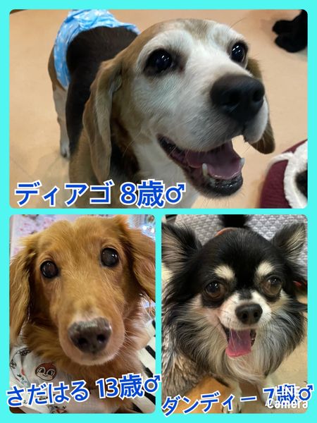 🐾今日の里親様募集中ワンコ🐶メンバーです🐾2022,8,26【保護犬カフェ天神橋店】